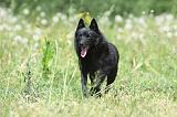 SCHIPPERKE 600